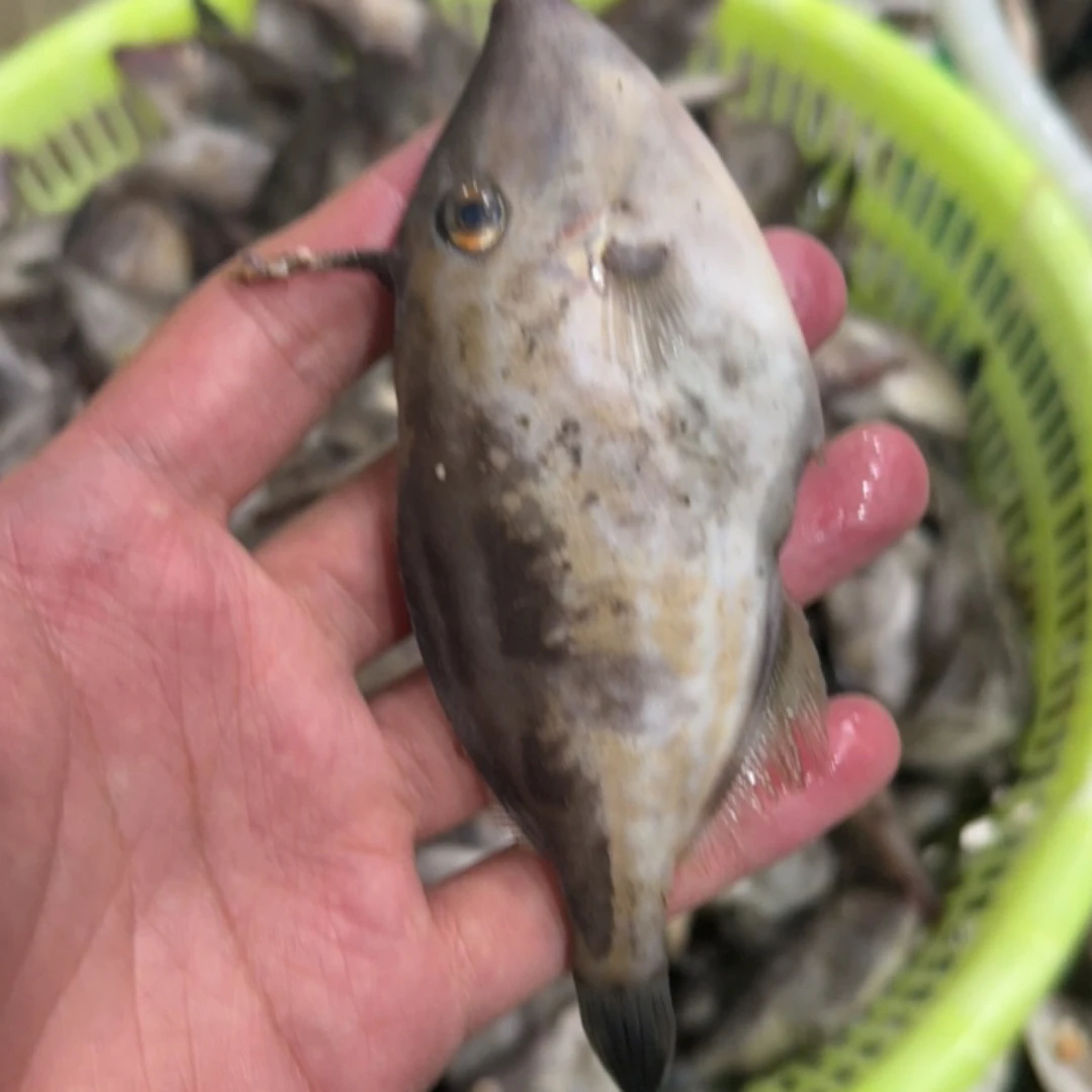 渤海湾野生海捕小牛鱼(扒皮鱼) 3斤起