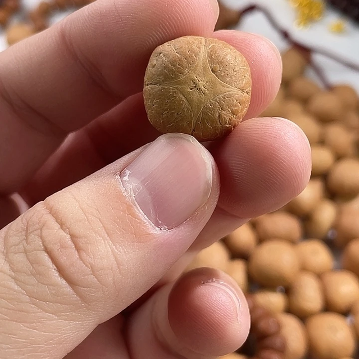 崔***炜凤眼菩提手串尼泊尔小凤眼