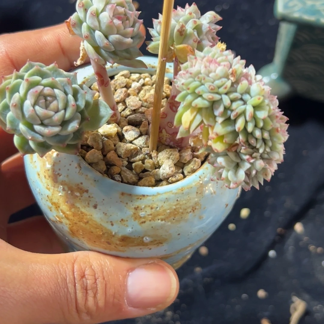 新年快乐 新年快乐
