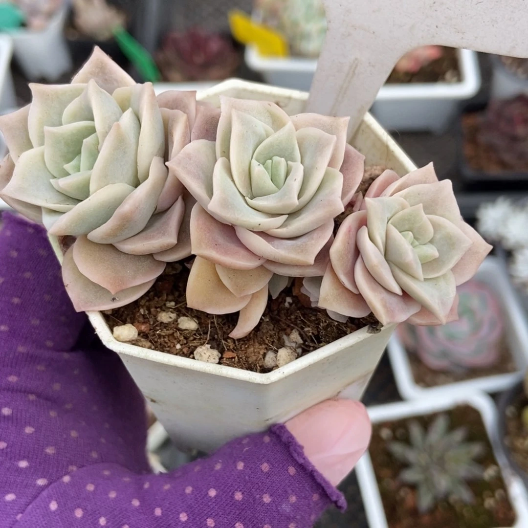 1232可爱玫瑰多肉植物保护