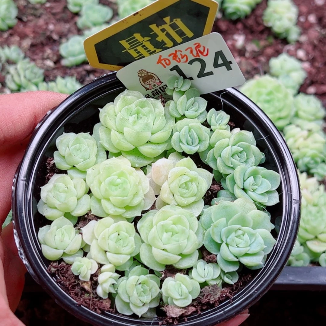 多肉植物多肉植物
