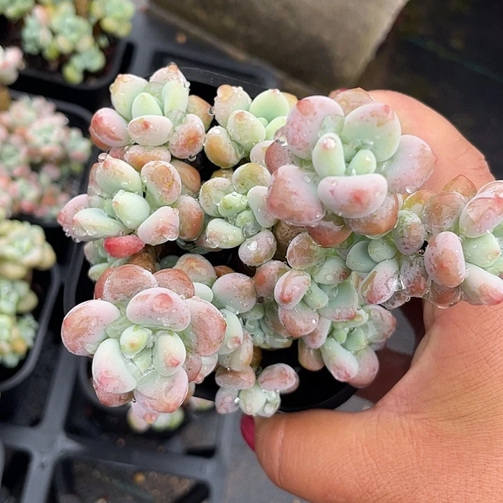 香水洛神多肉植物