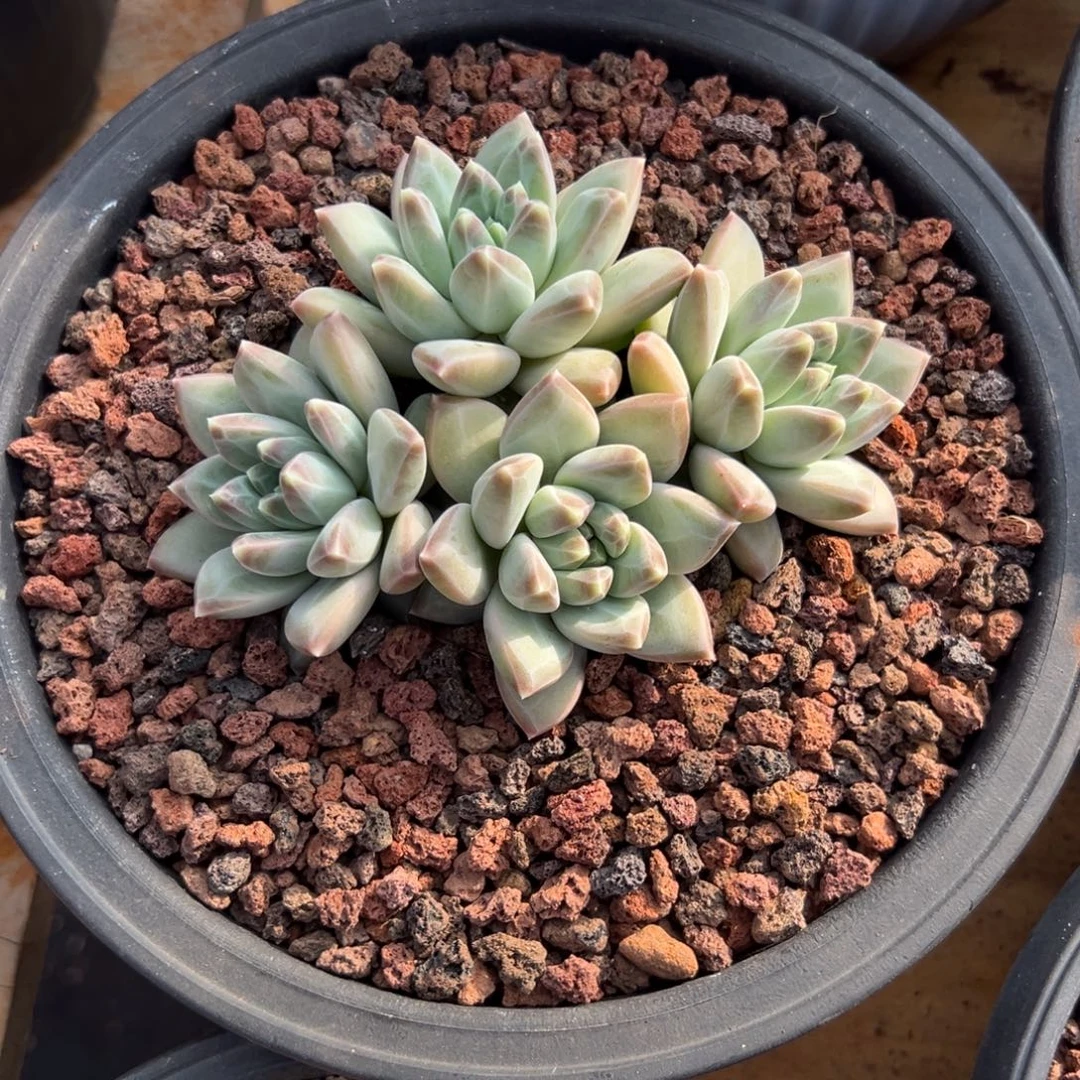 多肉绿源美人【非偏远地区满18包邮】