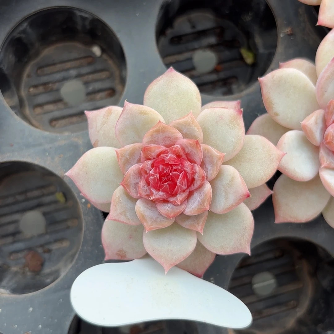 红色糖心一物一拍