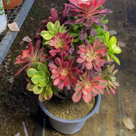 嫁接的财树多肉植物2758