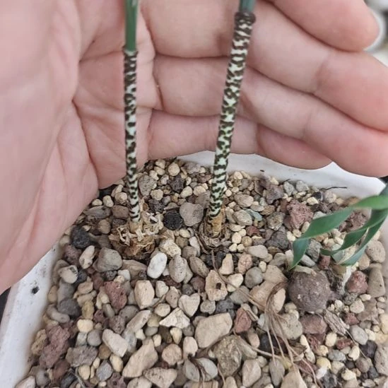 一物一拍，Gb豹纹弹簧草，一颗价