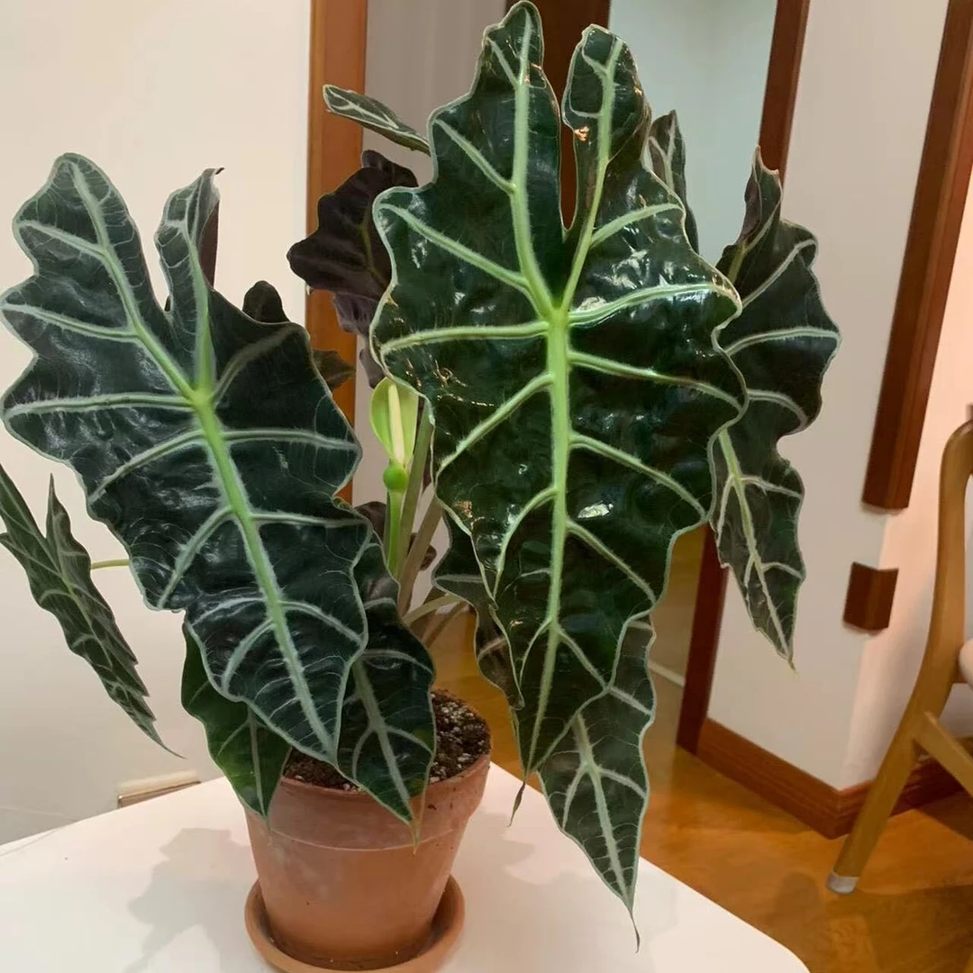 优质精品大仙女海芋 室内网红观叶植物 耐阴净化空气
