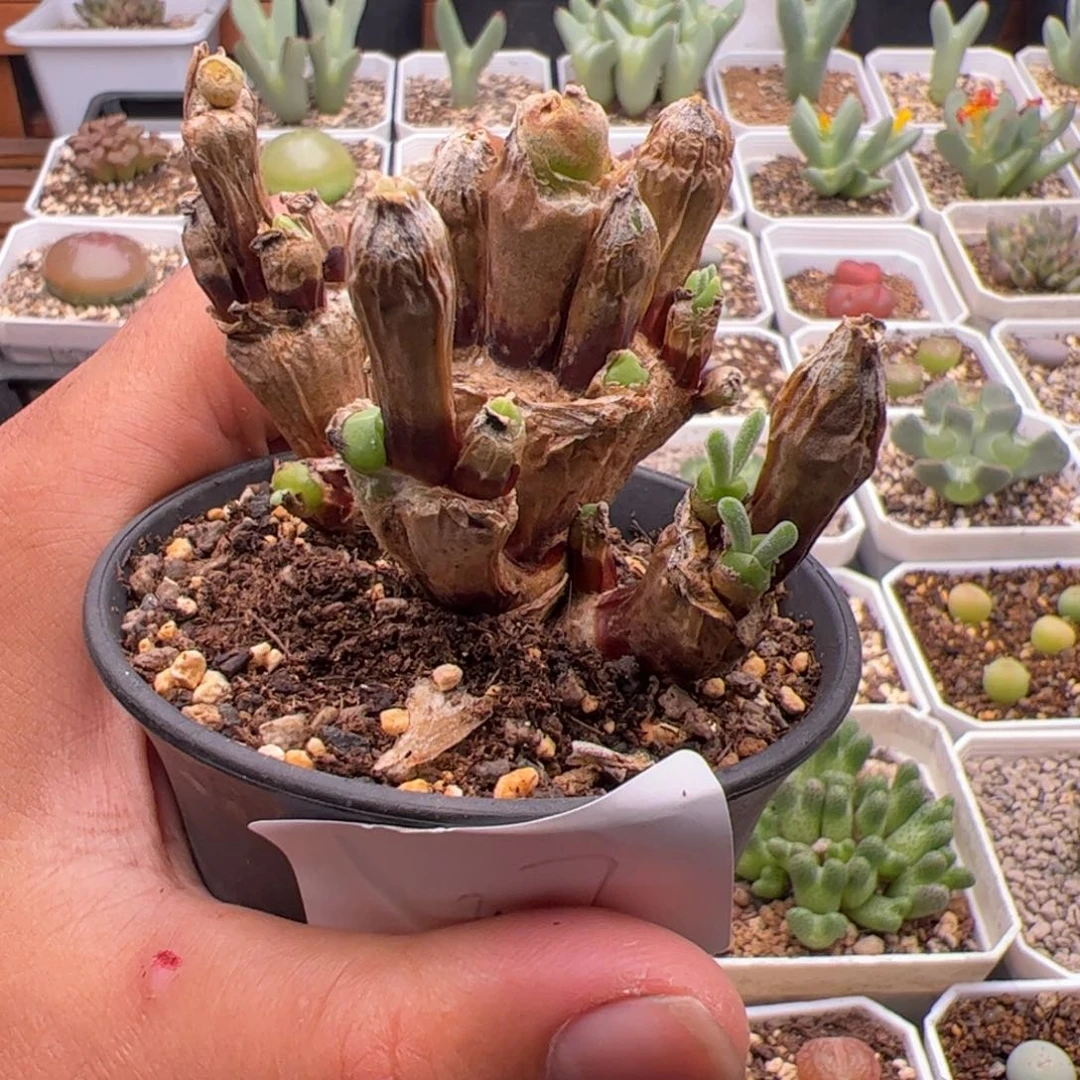 9.16兔子多肉植物37