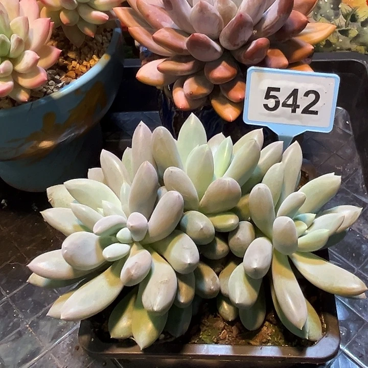 多肉植物红胖体哥特群542