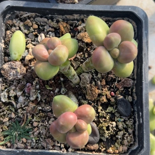 刘***谢谢姐姐～一物一拍7283