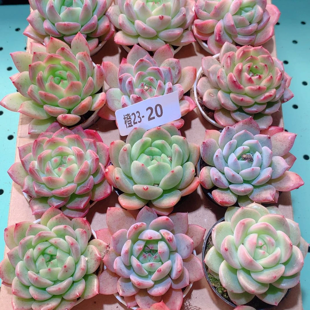 23-20一物一拍多肉带盆18颗