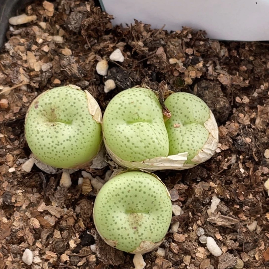 8-49奶油大饼嘴多肉植物