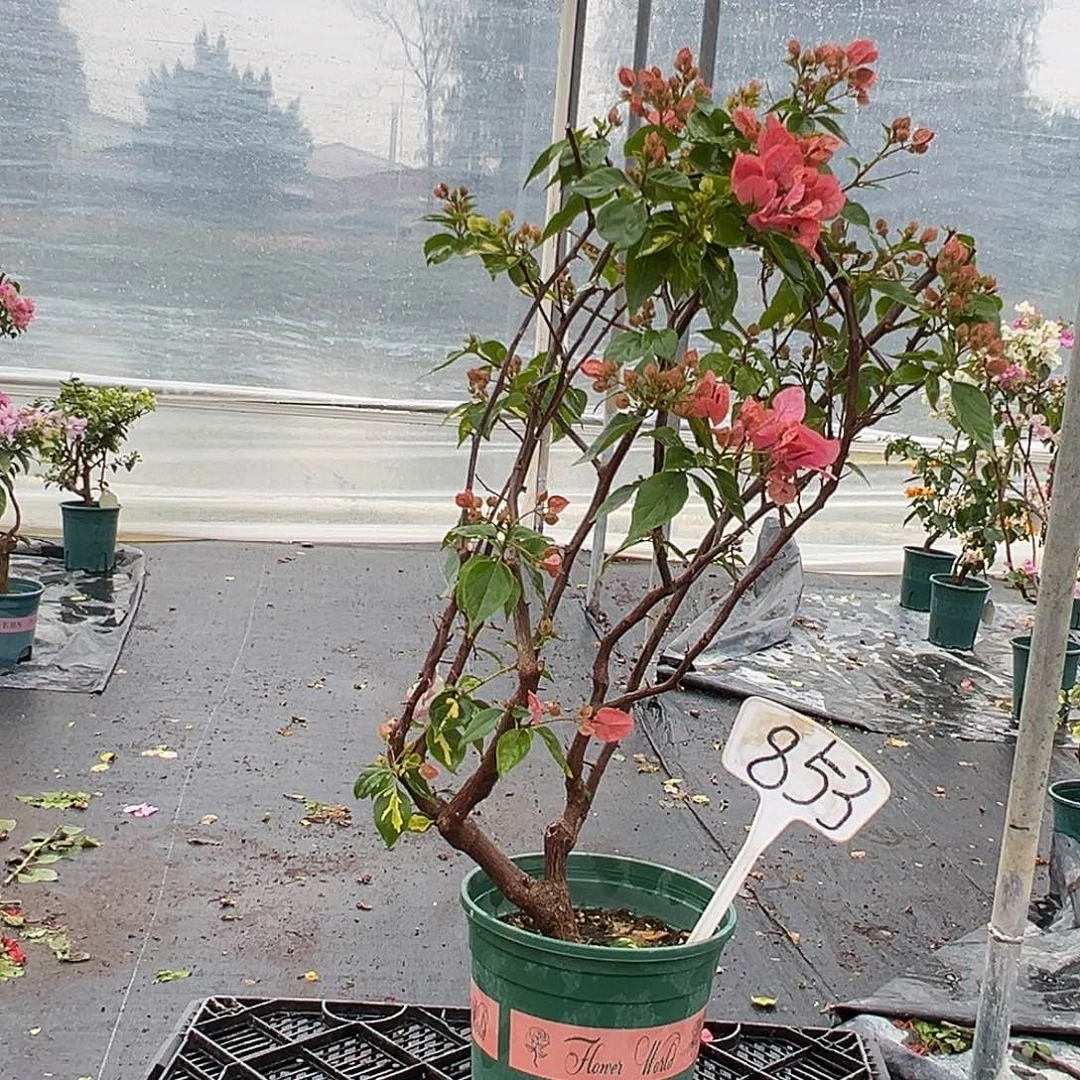 完全开放橙白橙粉同株 原生小树头 853