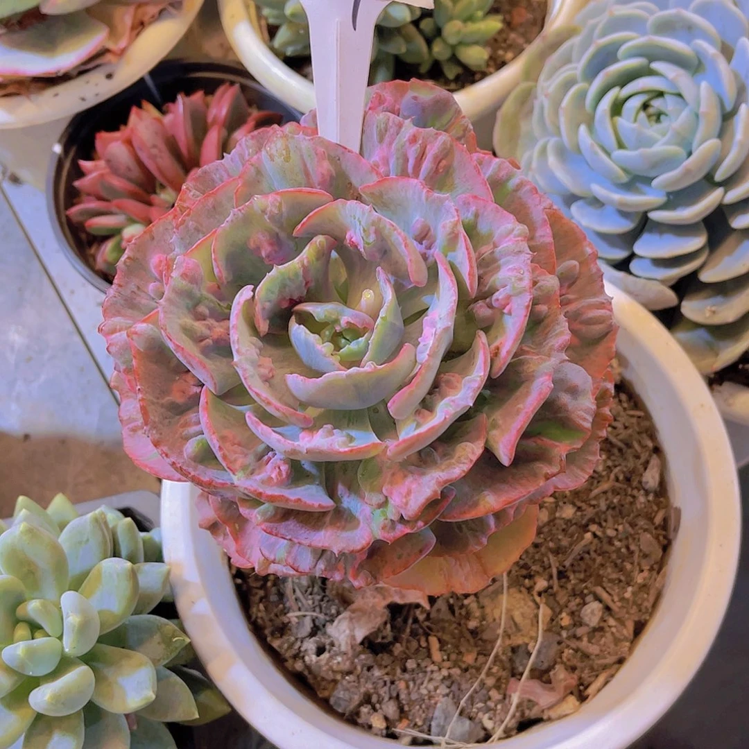 艳***铺000000000000000678