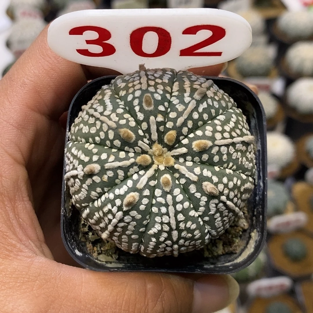 302奇迹福利特价来
