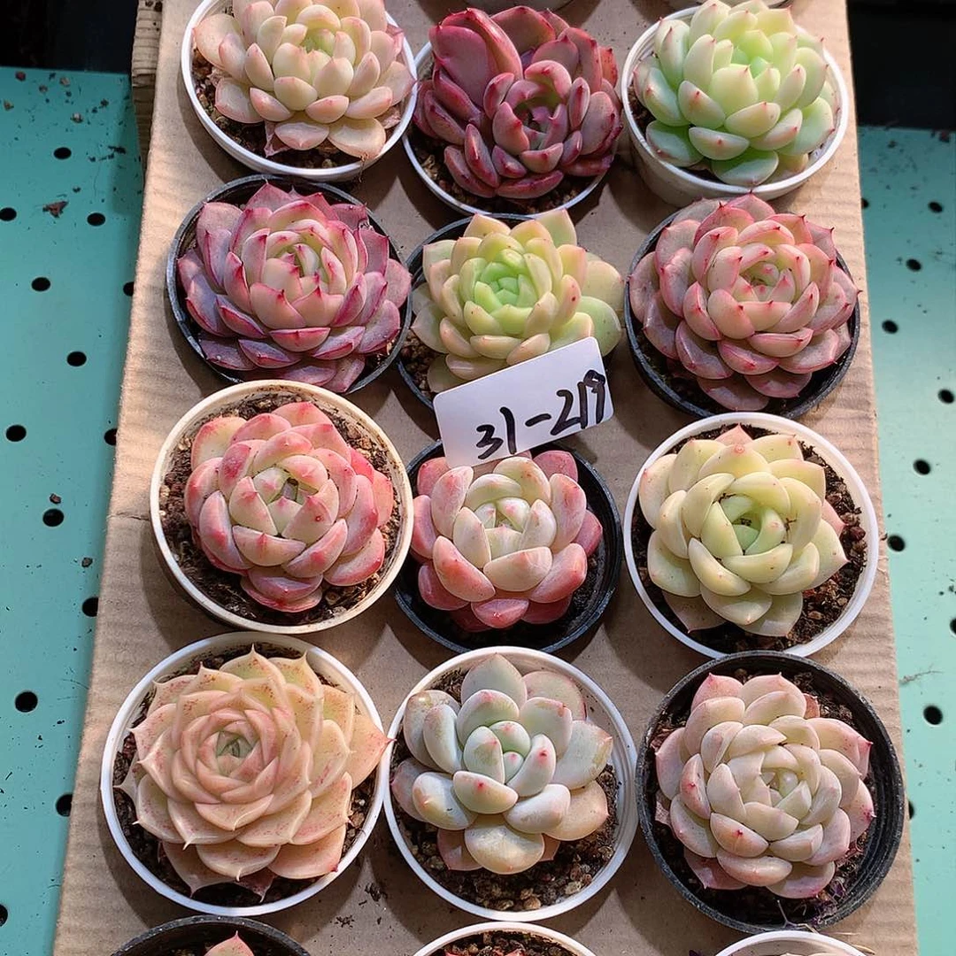 31-219一物一拍带盆18颗