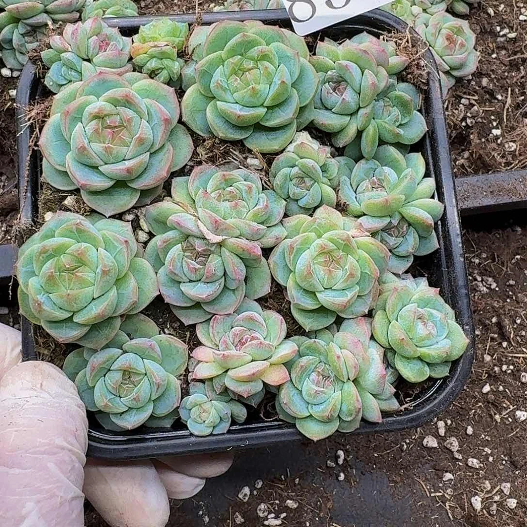 爷****魔多肉植物多肉植物856