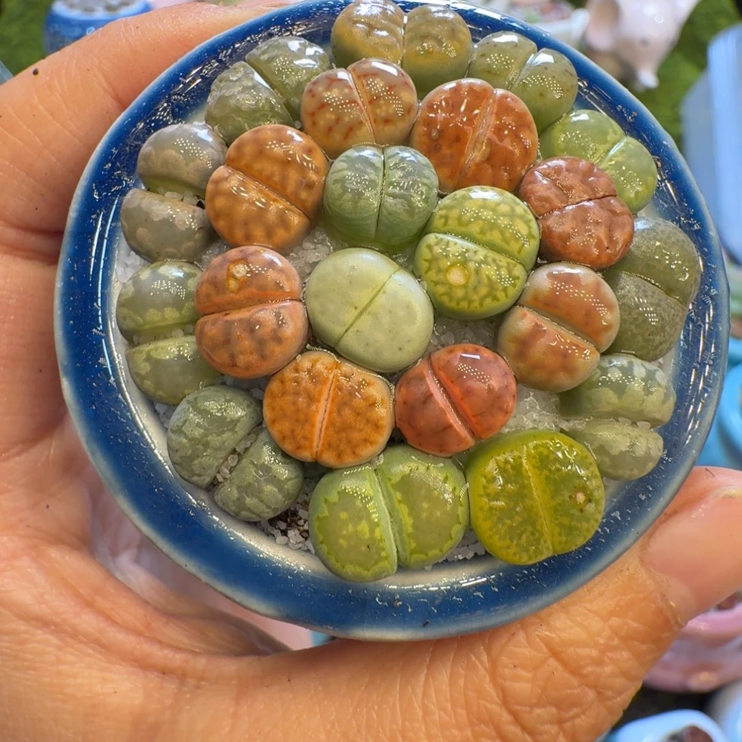 多肉植物福利冲653