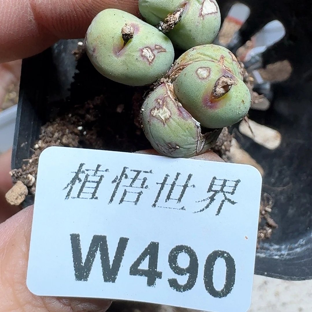 490家多的植物哇f g g