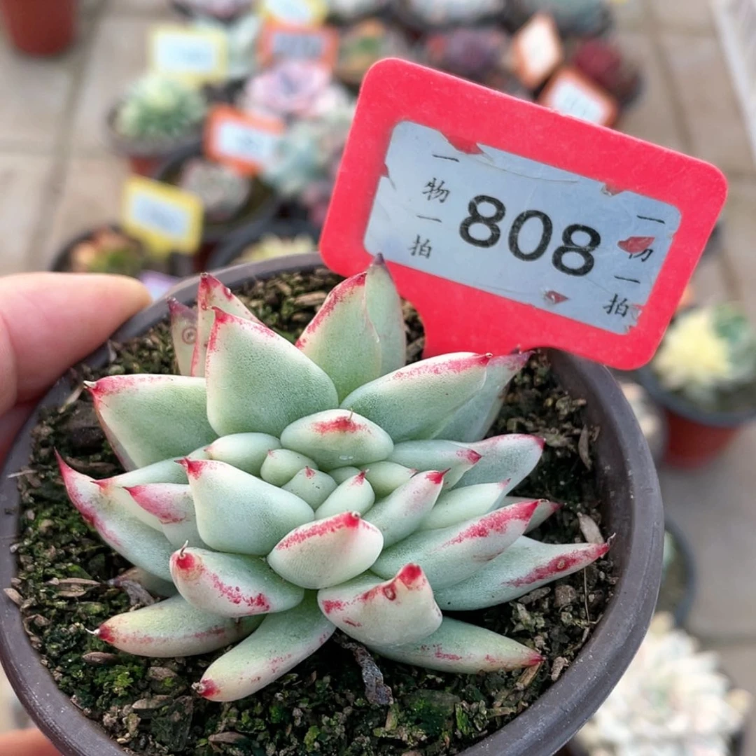 【闪购商品】808号