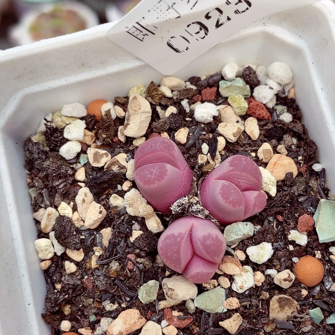 生石花满18包邮0923-209