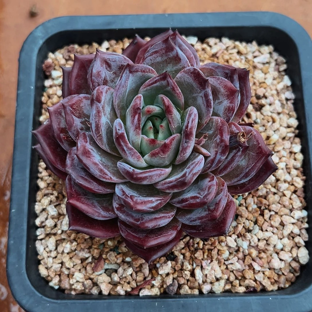 এ***阳6-26-17紫罗兰女王