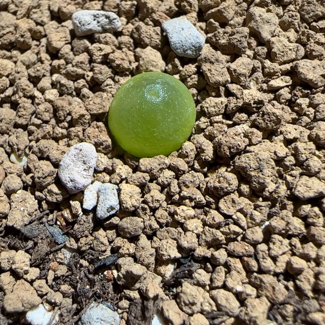 肉锥多肉植物组合-哈默408