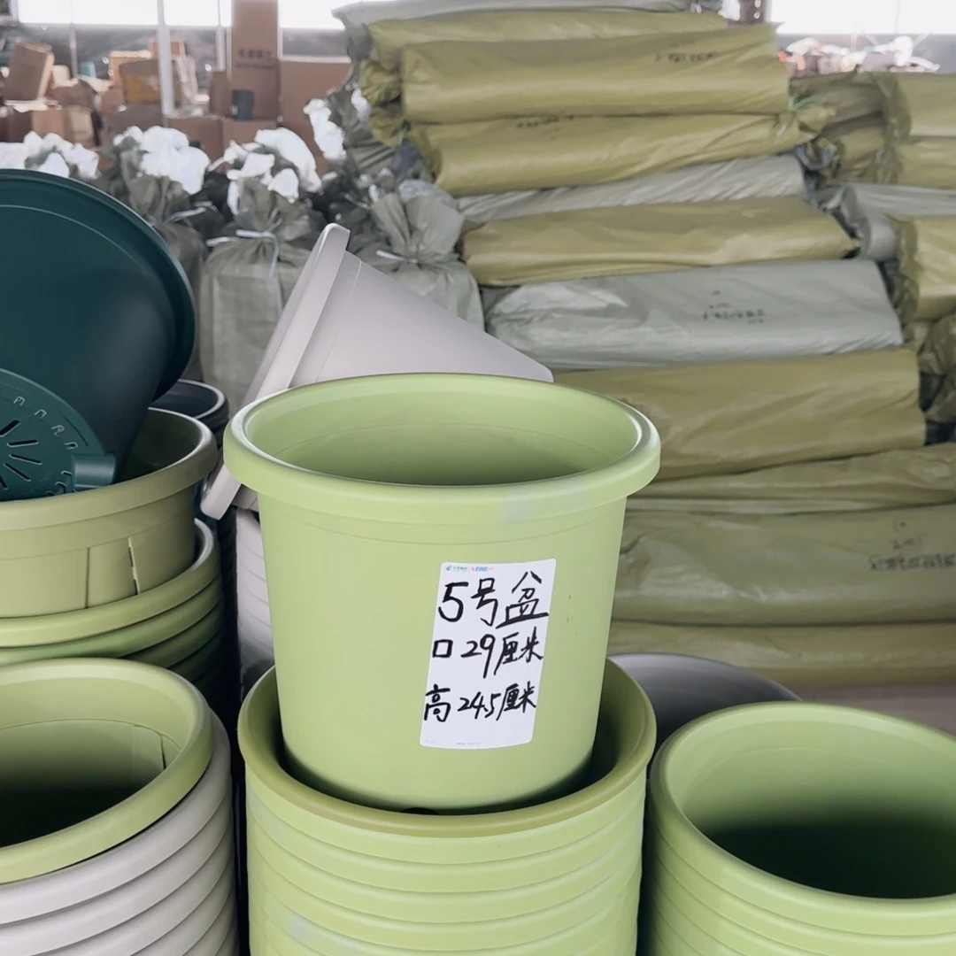 塑料四季5号果绿10个无托