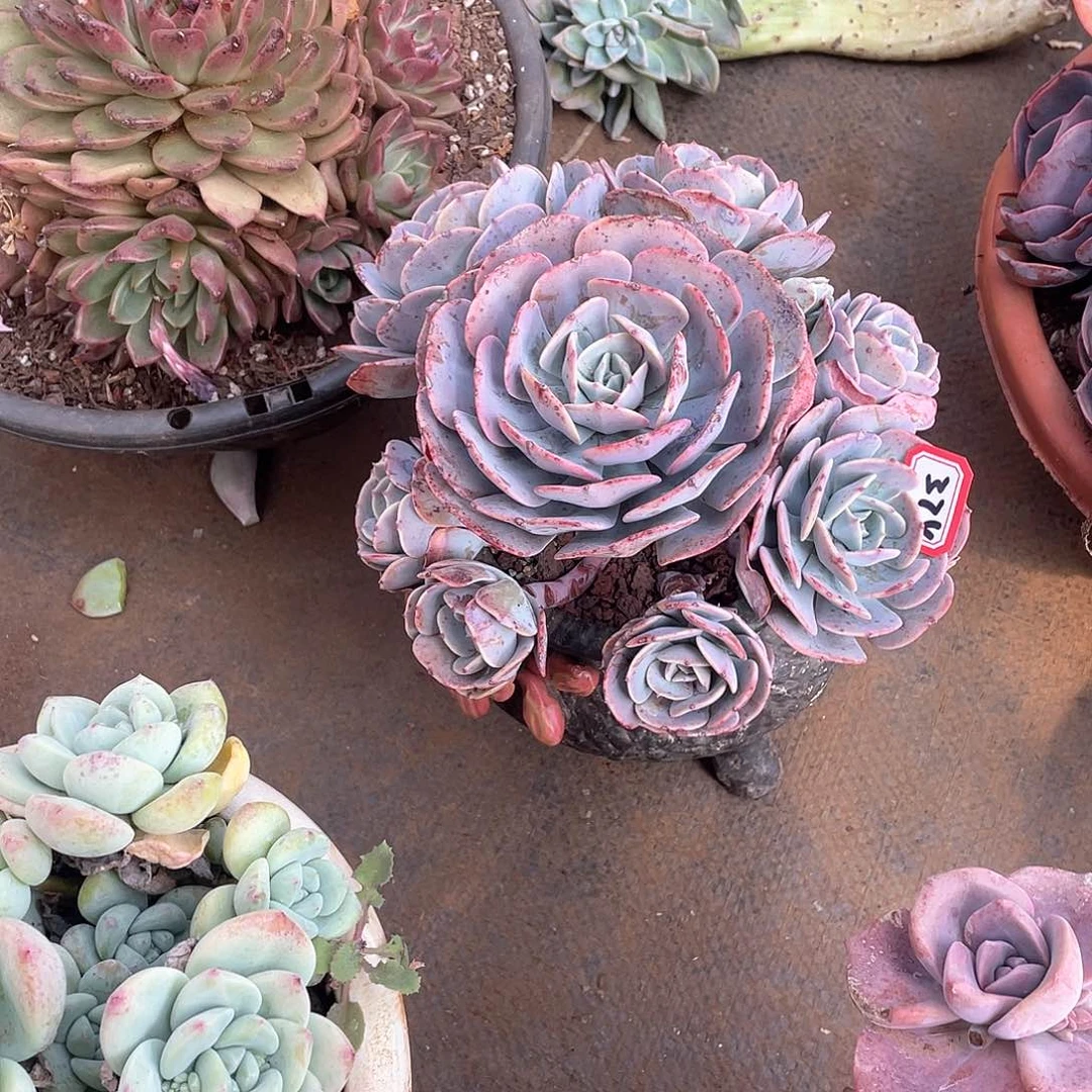 374台阁一物一拍多肉