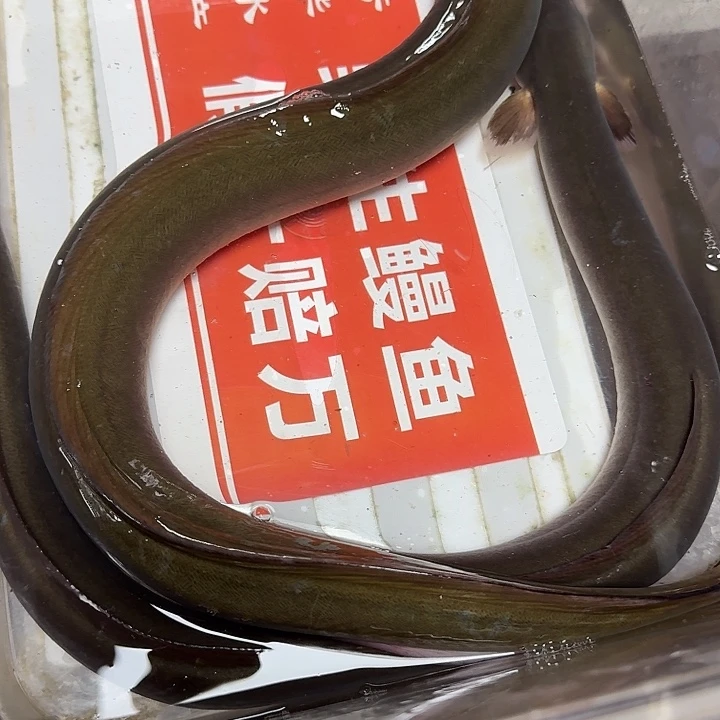 野生鳗鱼包活到家
