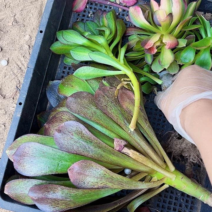 5171组合多肉植物法师