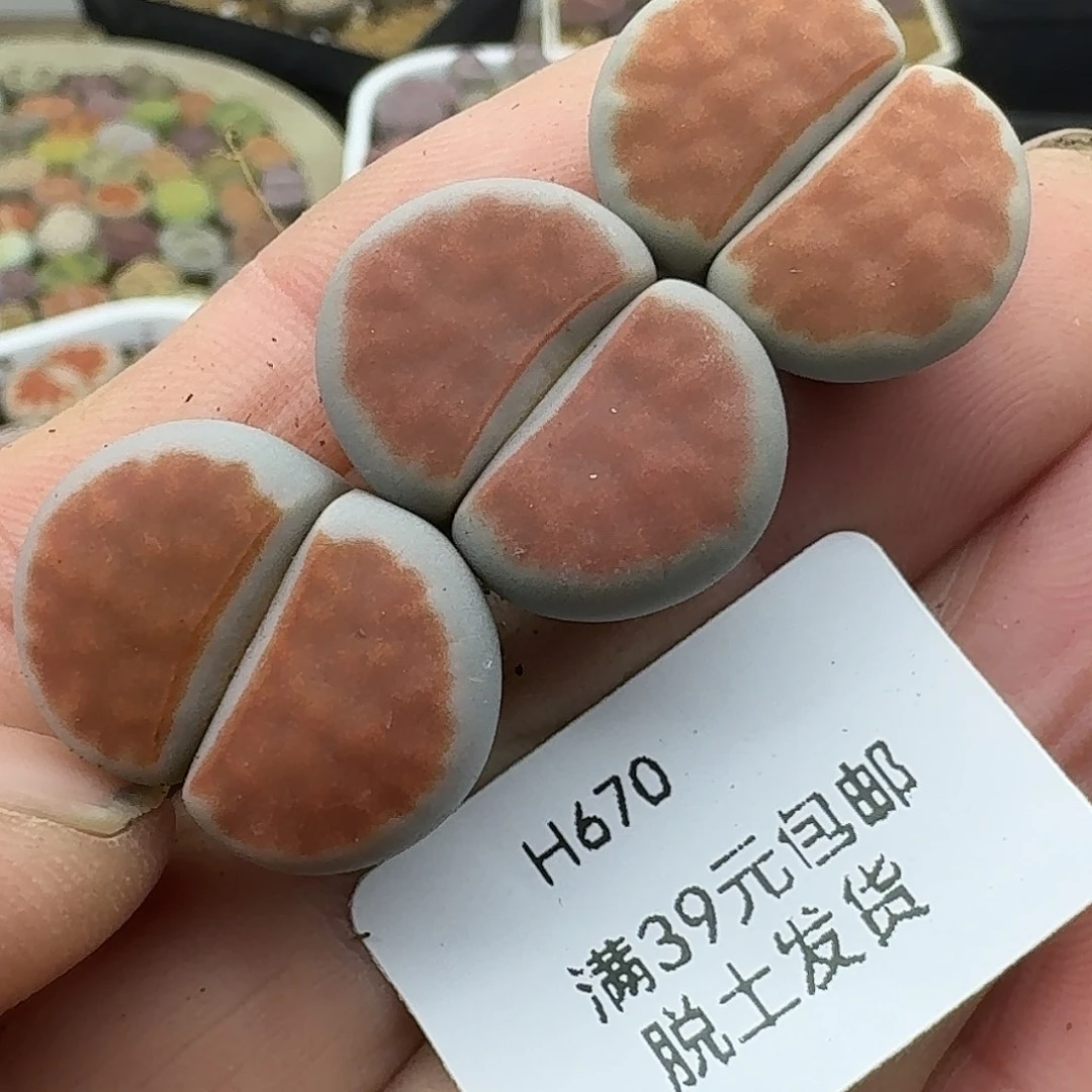 670多肉哈哈哈哥哥