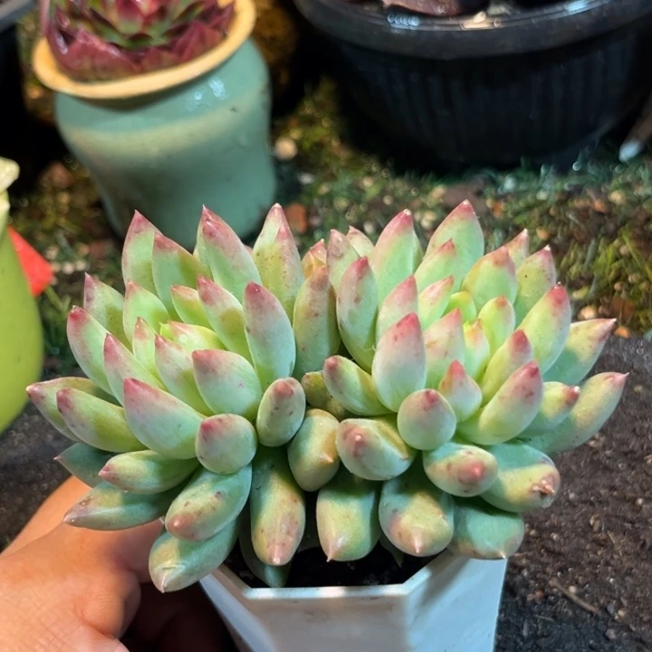 二代玉美人惊鸿一物一拍包装收缩花旱