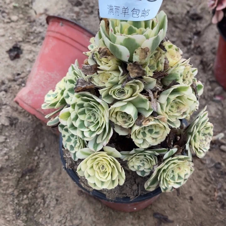 迈巴赫的人多肉的人1523