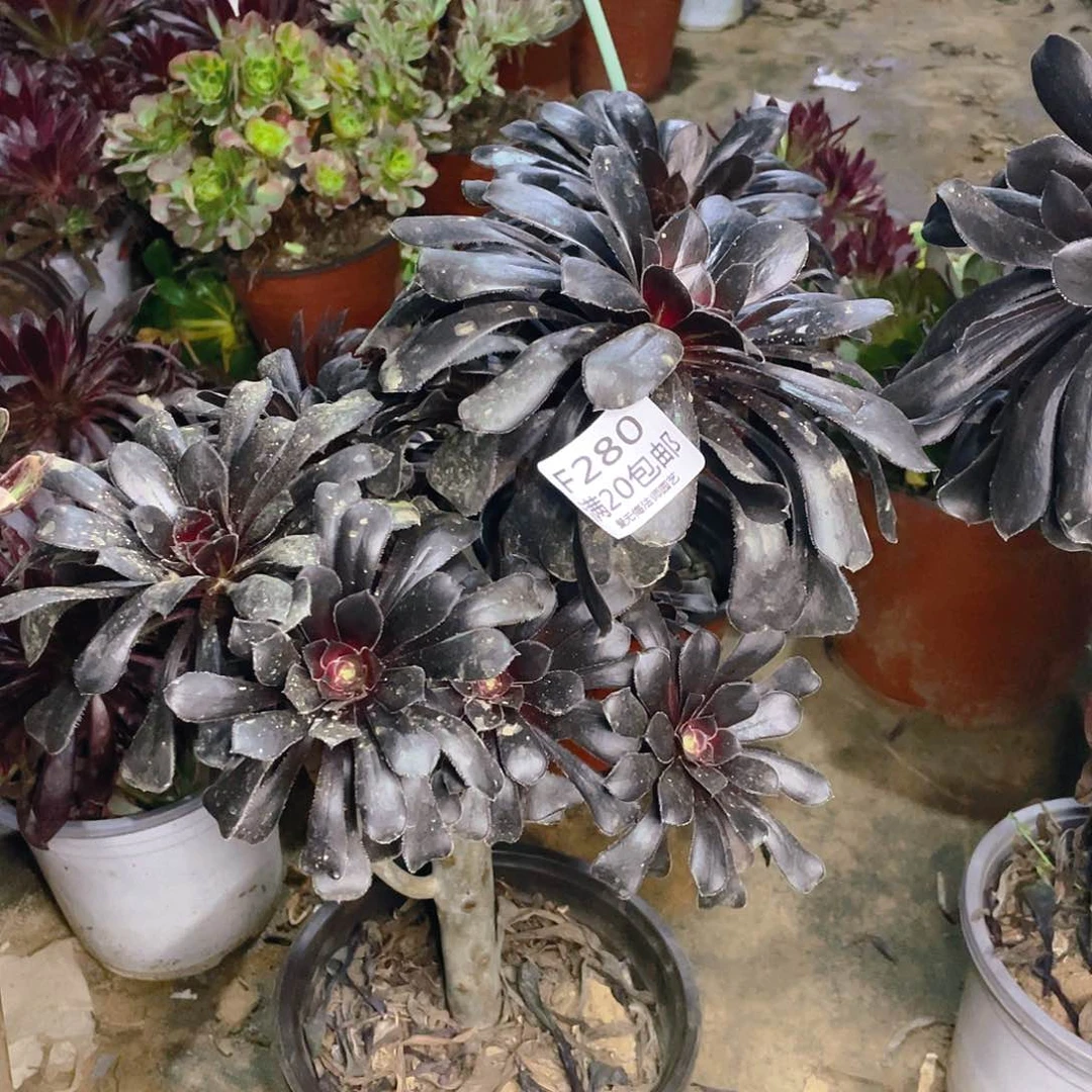 湛*霞280墨法师多肉法师