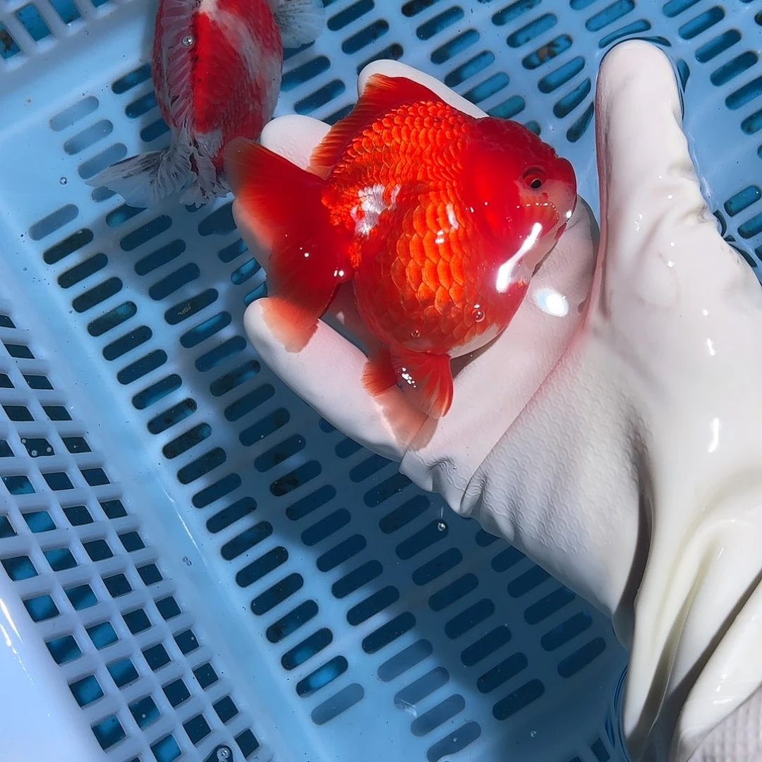 金鱼金鱼45555866899669