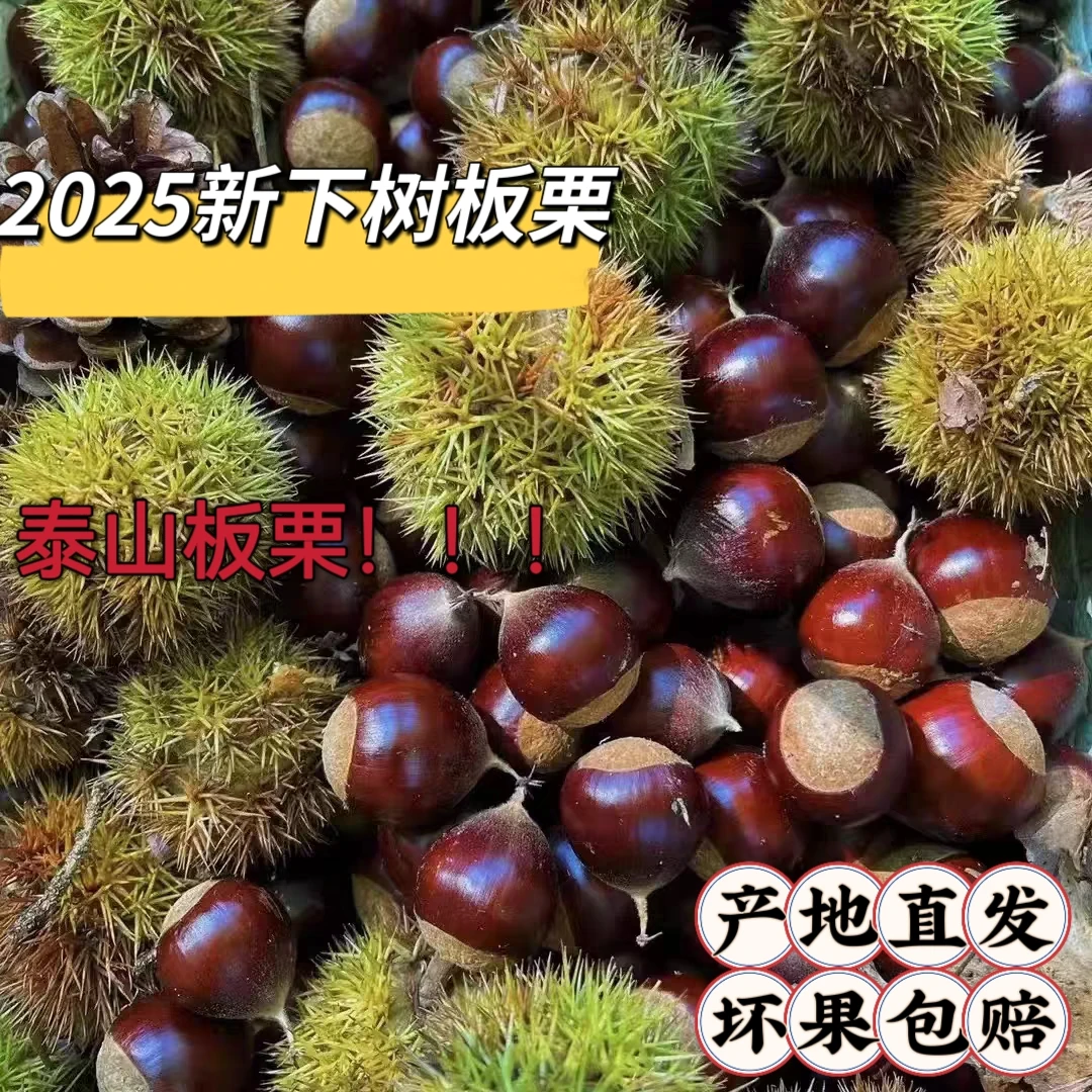 泰山老树板栗泰安市大津口原产地直发