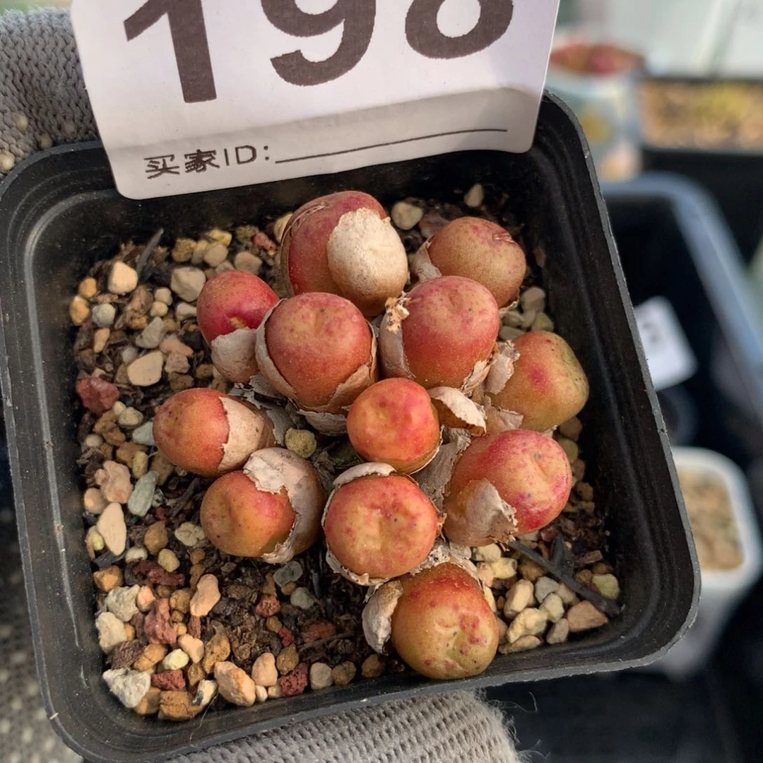 198皮姆母本一颗