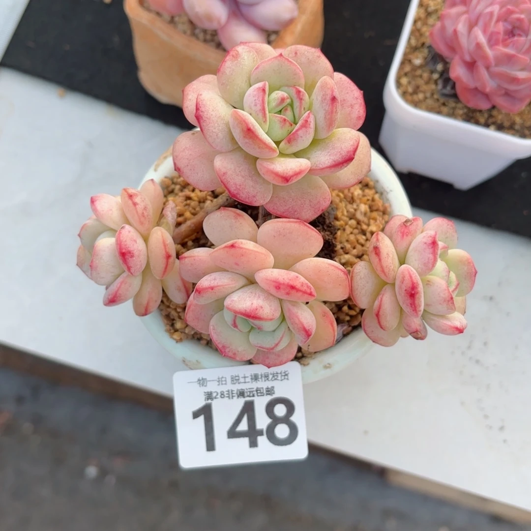 香草老桩无盆土发货