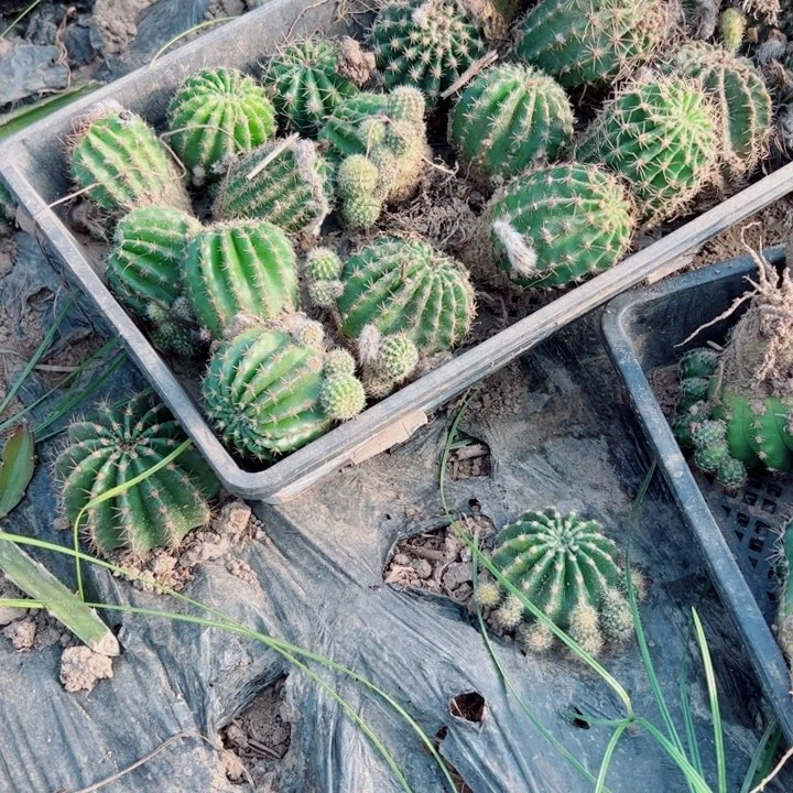 1彩草根5个歪斑伤5一6公分左右脱土发货20包邮