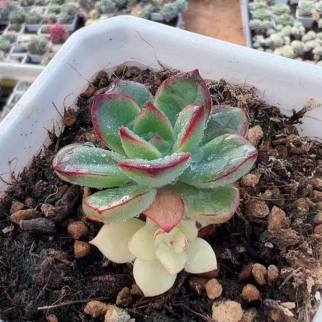 紫梦锦，阴阳锦多肉植物