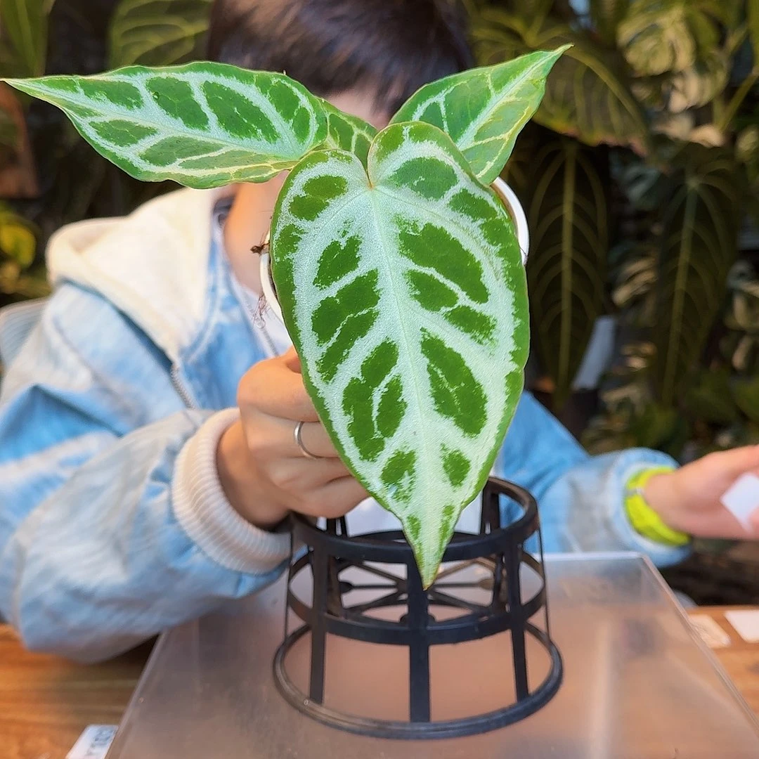 完全开放Z27银虎杂skg银