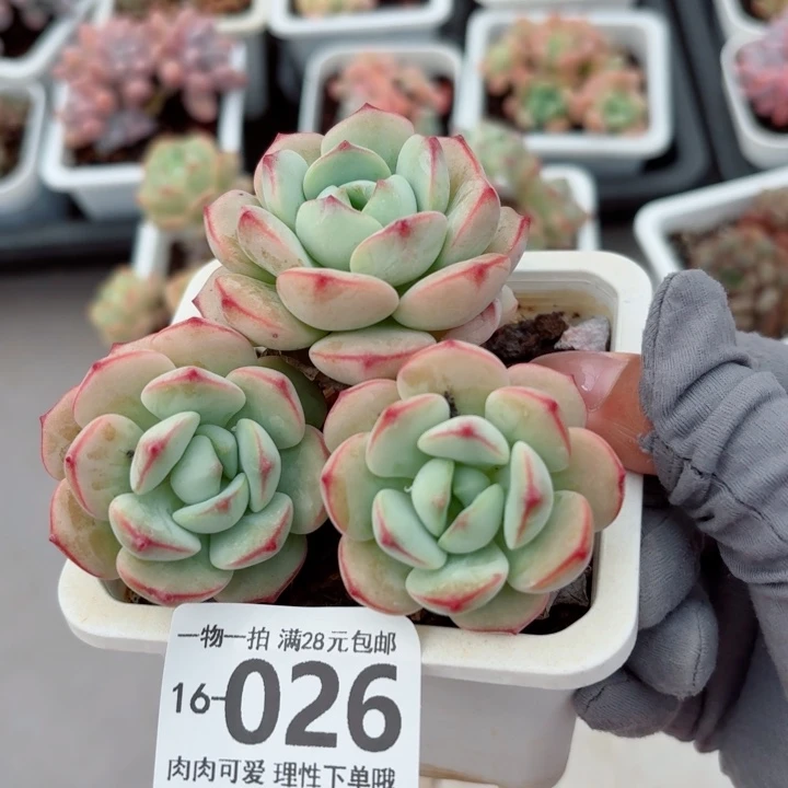 白底香草无盆土发货多肉多