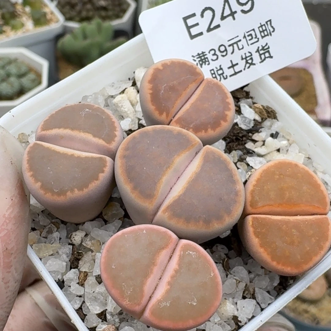 249哈哈哈哈哈哈哈哈