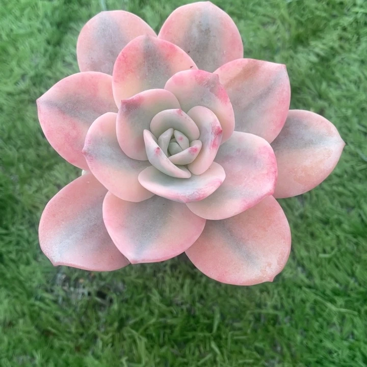 秋可园艺 腹轮奶茶锦