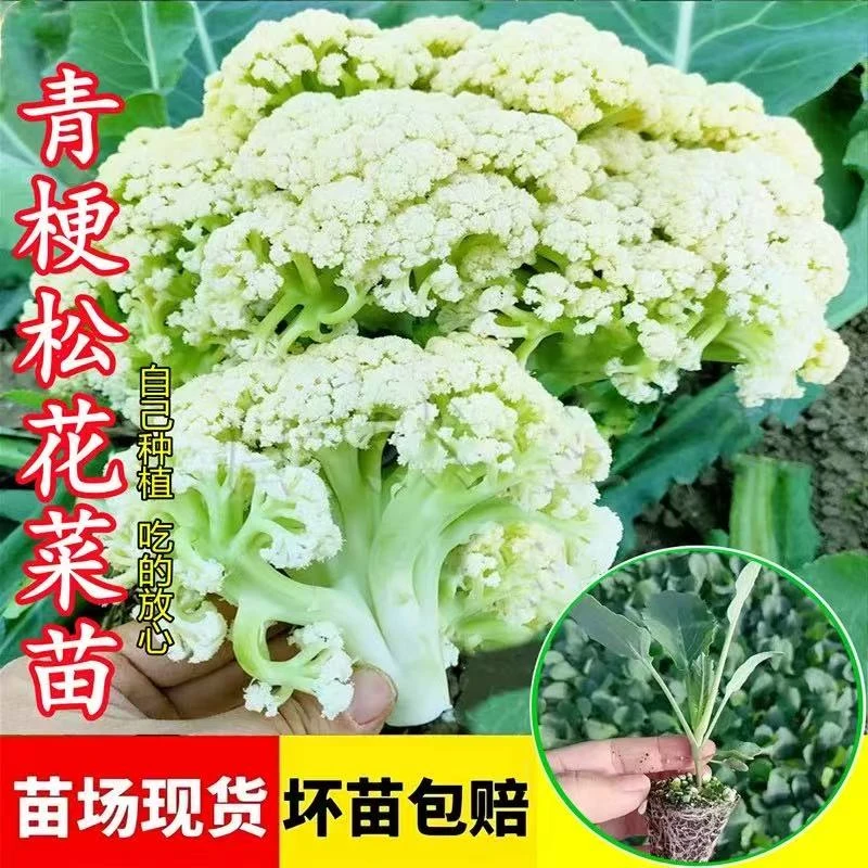 秋冬耐寒精选有机花菜苗秧苗带土发货适合庭院阳台种植