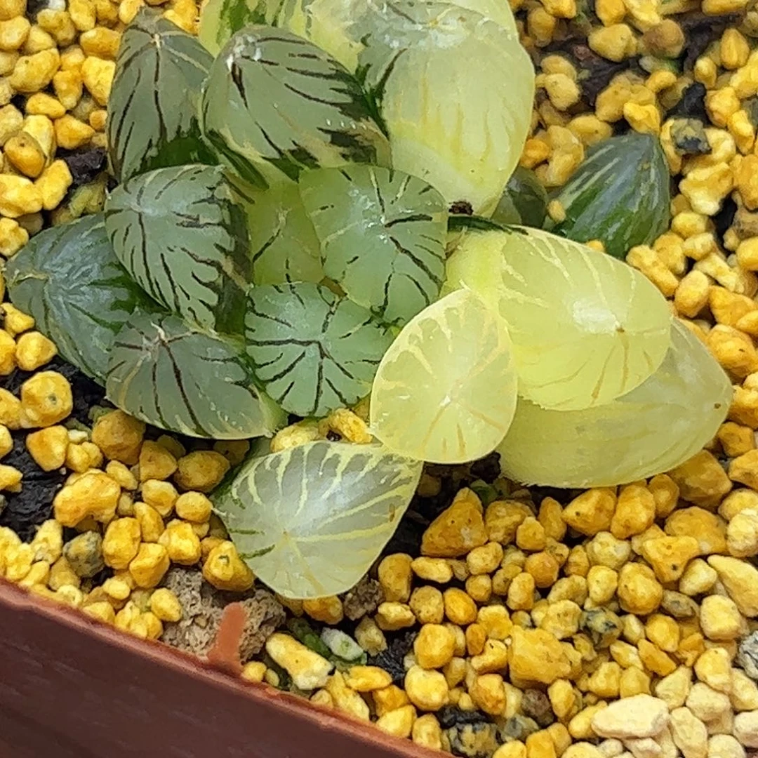 龙爪锦十二卷多肉植物