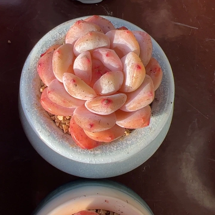 新疆包邮 星影带盆