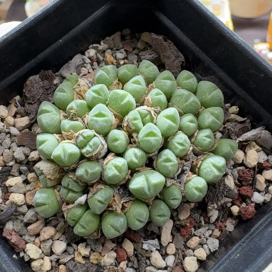 0922-054肉锥小米雏