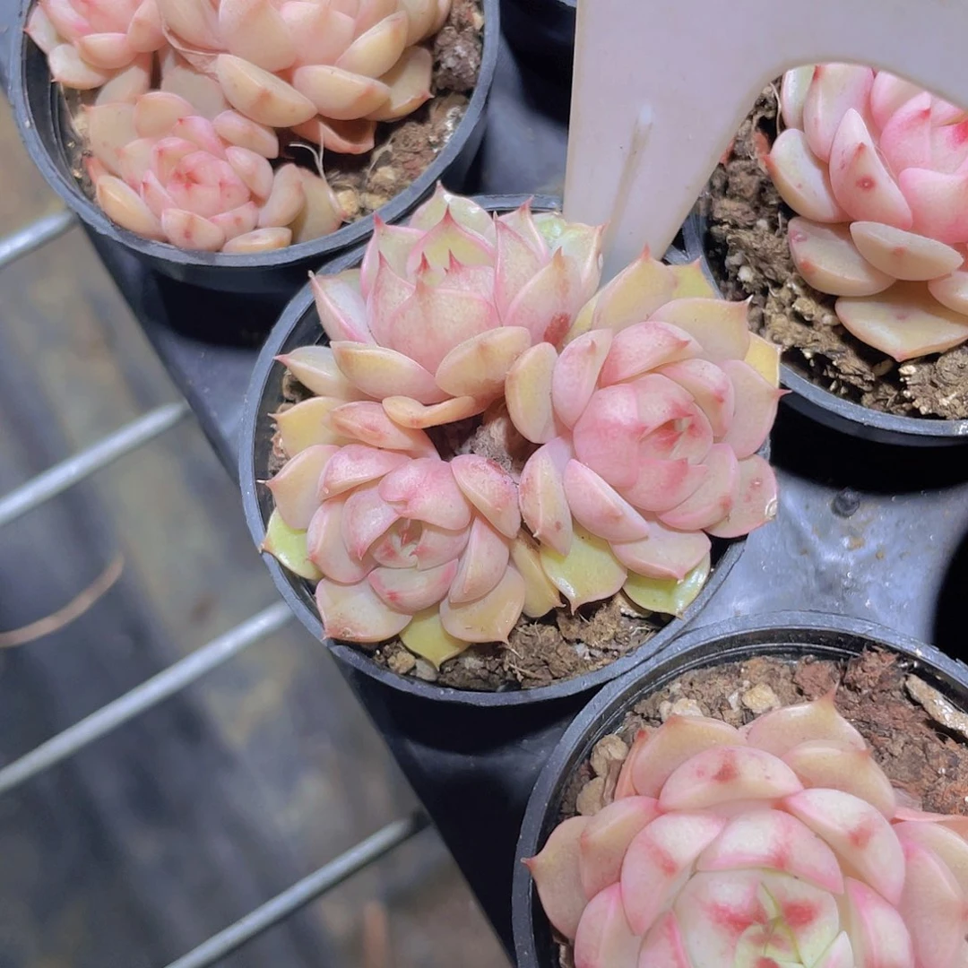 少****点笨吧蒂斯a035一物一拍